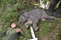 Lebih dari Perawat: Kisah Haru Opung Erwin dan Gajah Nona Seroja yang Memikat Hati