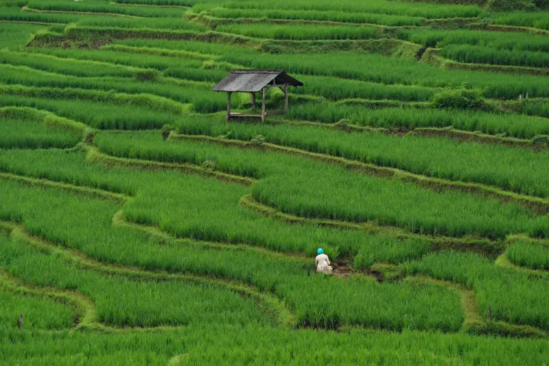 Ketika Padi Lokal Pergi, Ritual dan Cara Memandang Alam Ikut Bergeser