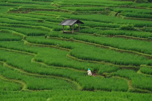 Ketika Padi Lokal Pergi, Ritual dan Cara Memandang Alam Ikut Bergeser