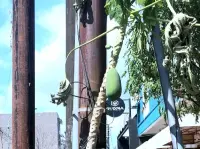 Paradoks Pepaya di Tengah Belantara Beton dan Sampah: Tamparan Alam untuk Kesadaran Kota