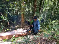 Terungkap! Modus Perambahan Hutan Lindung di Luwu Timur, Kemenhut Amankan Dua Pelaku dan Dalami Jaringan Dalang