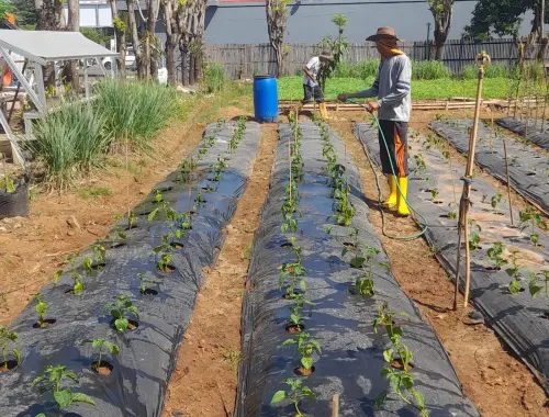 Agroekologi dan Wajah Urban Farming di Kota Makassar