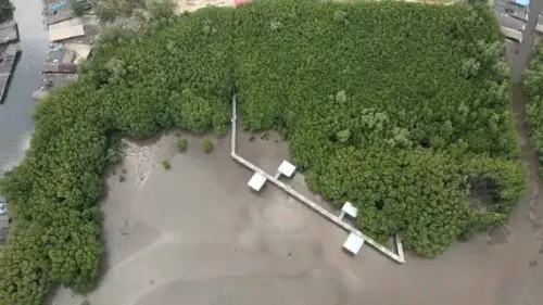 Keanekaragaman Moluska di Kawasan Mangrove Luppung: Mengungkap Perbedaan Musim Hujan dan Kemarau  