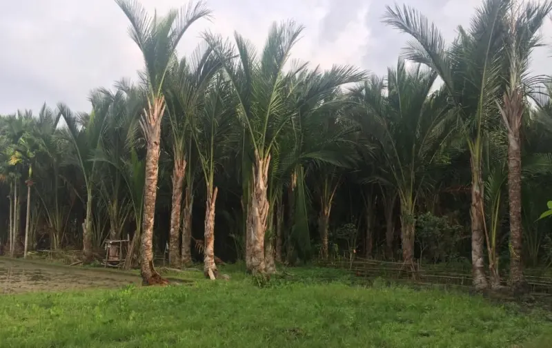 Sagu : Warisan Pangan Lokal Sulawesi Tenggara untuk Keberlanjutan