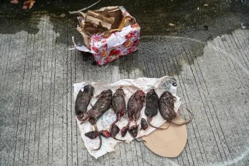 Teror Berlanjut di Kantor Tempo: Ditemukan Kotak Berisi Bangkai Tikus Terpenggal