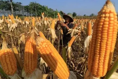 Kasat Reskrim Polres Maros Imbau Petani Jual Jagung ke Bulog: Harga Lebih Baik, Proses Lebih Aman